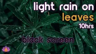 [Black Screen] Light Rain on Leaves | Raining on Vegetation No Thunder | Rain Sounds for Sleeping