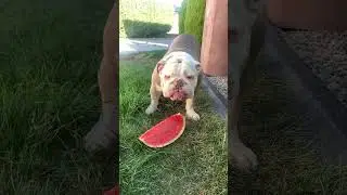 Black Australian bulldog