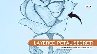 How to Draw a Rose: USA's National Flower | World Flowers Collection (06)