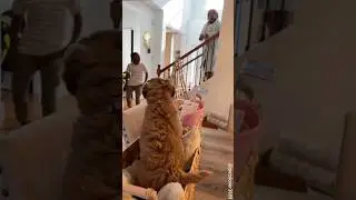 Baby meet puppy for the first time🥰🥰#dog #dogsoftiktok #pet #baby #funnyanimals #funnydogs