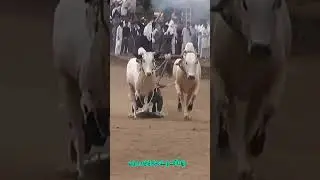 Bull Race In Pakistan | #bullrace #bullrace2018 #bullracevideo #bullrace2021 #bullrace2022