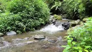 Feel safe at night with calming river sound beneath daylight forest trees for peaceful sleep