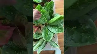 Flower of the day: Aglaonema box #flowerkleptomania #exoticplants #aglaonema #aglaonemas #plants
