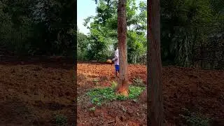వేరుశనగ పంట వేసాము || village life style || visakha agency || tribal food habits || 2023