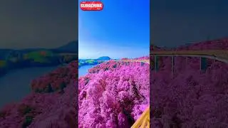 Surreal pink forest in china #pink #amazing #viralvideo #love