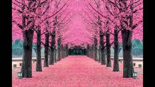 Relaxing Cherry Blossom Wallpaper – 1 Hour of Peaceful Pink Trees | T.V. Wallpaper 
