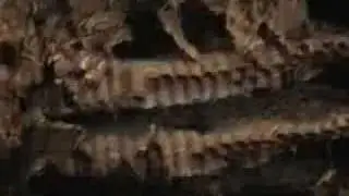 Wasp nest!