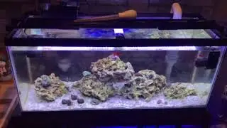 Tank Update: Cleaning the Sandbed