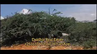 Dhul iib ah, Abagado/Foornada Muqtaar, Cabirka 20&times;10, Jid weyn saaran, +252610482060 WhatsApp