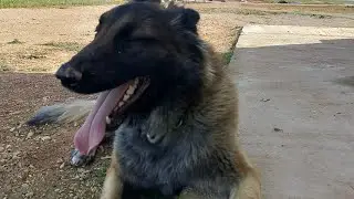 What Breed Is This Dog? | Can You Identify This Dog&rsquo;s Breed?