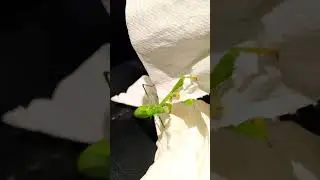 Feeding carnivorous insect in Winter #wildlife #insects #shorts