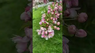 Pink Blossom Spring Flowers 🌸💗 | Soft Floral Beauty