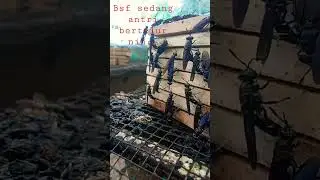 lalat BSF sedang antri bertelur nih...