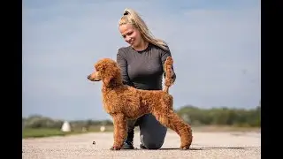 DORICONIC KENNEL & ÓRIÁS USZKÁR: Megbízható Tenyésztők, Geipl Dóri, Doriconic Kennel, Óriás Uszkárok
