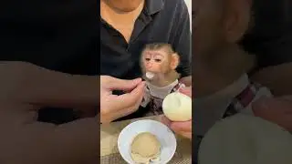 first time eating an egg 🐣but not the yolk #cute #monkey #animals