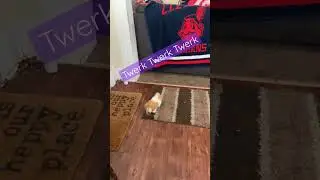 #twerk #guineapig #laposa