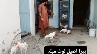Top quality breeders and apthe | paper white heera aseel mian wali nsal ki bhtreen collection 2025