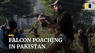 Poacher&rsquo;s paradise: Illegal falcon hunts on the rise in Pakistan