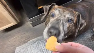 Dog Treats: Homemade goodies: Saving Money