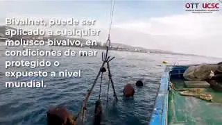 #TecnologíasUCSC - Bivalnet: Un sistema de crecimiento para mejillones