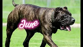 Dog Birth Month