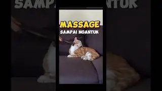 Kucing Oyen Massage sampai Ngantuk|kucing lucu|kucing Imut|cat cute|cat lovers|sinta hapsari