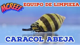 Caracol Abeja Sorprendente Equipo de limpieza Acuarios Marinos Donde conseguir Caracol