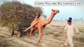 Camel Pulling Big Loaded Cart English Dubbed | Aunt Gadi in Pakistan