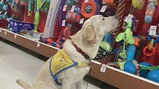 Lonestar gets out and about for service dog training