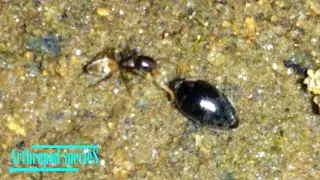 Unknown Arthropod - Species #1