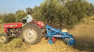 Massey Ferguson 240 Traktörle Zeytin Bahçemize 24'lü goble (diskaro) çekiyoruz. Bahçemizi sürdük.