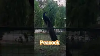pihu pihu🦚🦚#beautiful #nature #greenery #peacockvoice #shortvideo