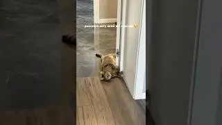 Лева любить таке слухать😁 #funnycats #catlove