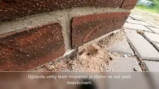 Mravkolev- nen&aacute;padn&yacute; pomocn&iacute;k(N&aacute;&scaron; Olgoj Chorchoj)