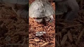 Asian Box Turtle Covering Nest!  #boxturtle #egglaying #layingeggs #reptile #turtle #pet #asianbox