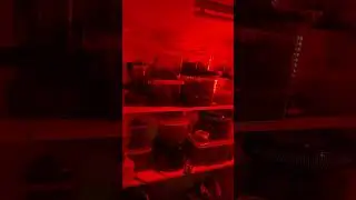 #tarantulasoftheworld