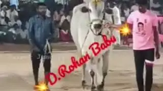 #ongolebullrace #ongolebulls #ఎద్దుల పందెలు #SSR BULLS  #DCSR BULLS #DVR BULLS #PR BULLS #RR BULLS