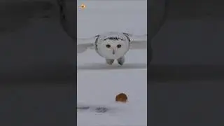 Snowy Owl Sounds While Swooping In For The Hunt