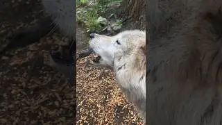 Join us tomorrow 10/31/23 for a special howl-o-ween #livestream event! #howling #wolfpack