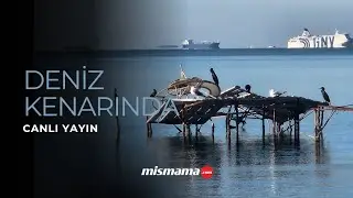 Doğadan Canlı: Balıkçıl Kuşlar ve Deniz Yaşamı #Deniz