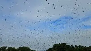 Huge flock of tree swallows in Massachusetts.(2)