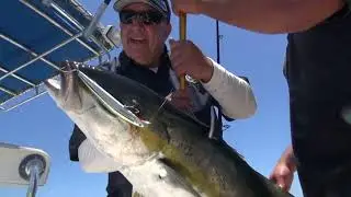 Angler Chronicles Yellowtail at Cedros Island