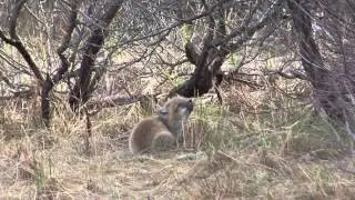 Red Fox Puppies
