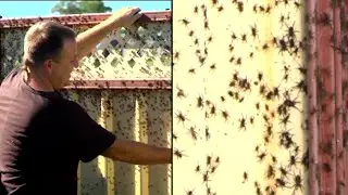 Thousands of Spiders Flee Floods in Australia