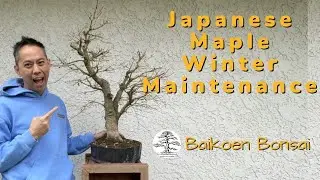 Japanese Maple Winter Maintenance/Trimming - Tom Lau -  Bonsai Technique - Baikoen Bonsai Club