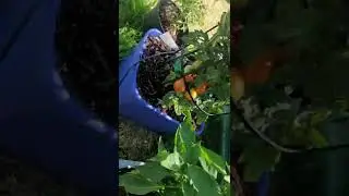 HOW I SAVED MY VEGETABLE GARDEN FROM HOUSTON TEXAS SPRING SUMMER 2022 100 DEGREE HEAT WAVE PART 3.