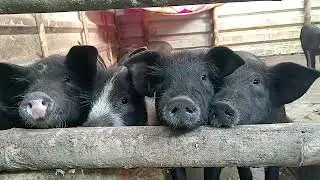 #pig🐖🐖🐖