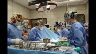 LSU's Veterinary Oncology Service treats animals with cancer
