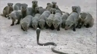 Teamwork - Saradnja (Inspirational Video)