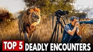Top 5 Most Dangerous Photographer Encounters With Wildlife